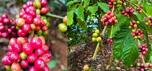 coorg coffee coorg coffee